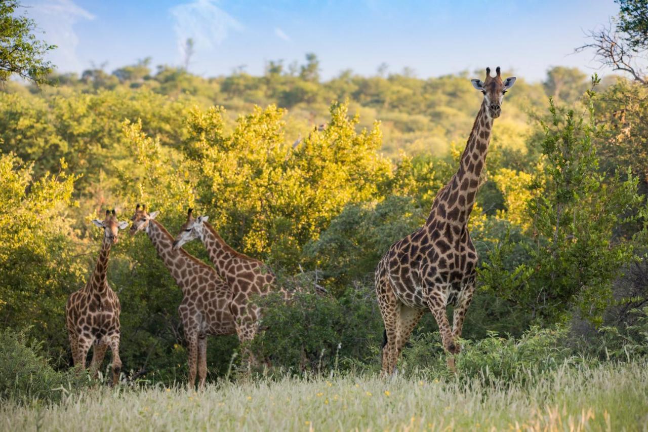 Mountain View Safari Lodge Hoedspruit Bagian luar foto